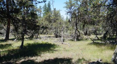 3 adjoining Residential Lots * buy 1 or all 3 * Trees * mobiles allowed