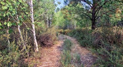 Private 481 acres - 3 sides Winema National Forest - Cooks Canyon - Pines Aspens Spruce Firs