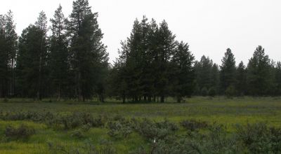 10 Treed acres Near Beatty Oregon - Owner financing available