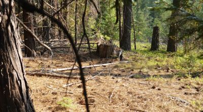 3 adjoining Lots - Trees Trees Trees - Quiet and Seclusion