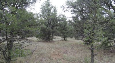 Secluded New Mexico  Land  Trees - Meadows - Roads - Peace & Quiet