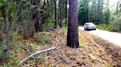 Forested Residential Buildable Parcel