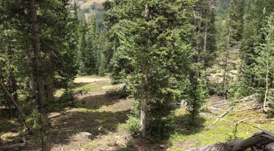 Ouray Colorado -  Red Mountain Mining District- 10 Acres Treed Mountain land