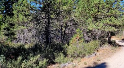 Trees - Meadows - Small Stream - Aspens