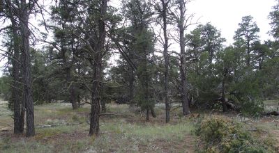 5+ acres near Pine Hill New Mexico with trees.  Quiet!