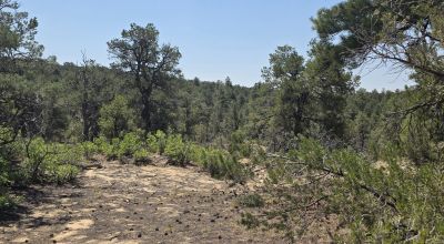 New Mexico Forested Mountain land - Borders Santa Fe National Forest & BLM Lands