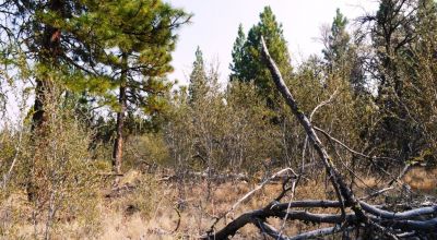 2 Adjoining Treed Lots - Privacy - Trees