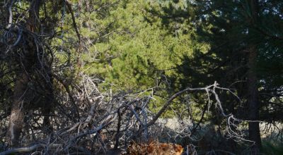 Remote - Island of Trees and Wet Weather Creek