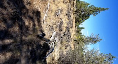 Privacy  *Trees * Southern Oregon Ferguson Mountain * OWF