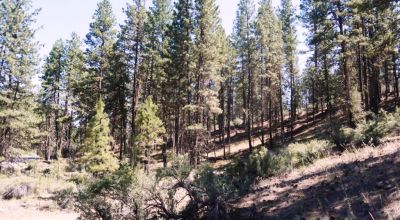 Bonanza Oregon land - 2 adjoining lots with Trees - Power at Road