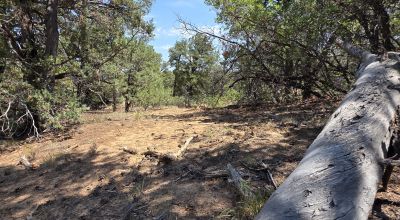 New Mexico Forested Mountain land - Borders Santa Fe National Forest & BLM Lands
