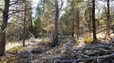 Privacy  *Trees * Southern Oregon Ferguson Mountain * OWF