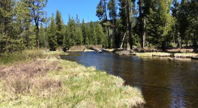 Pristine forest land with Crescent Creek - Trees - Meadows