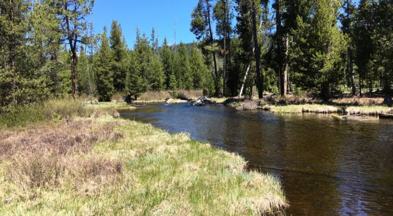 Pristine forest land with Crescent Creek - Trees - Meadows