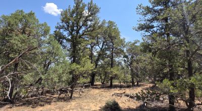 New Mexico Forested Mountain land - Borders Santa Fe National Forest & BLM Lands