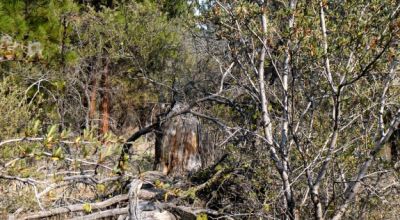 2 Adjoining Treed Lots - Privacy - Trees