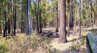 Spacious Treed Parcel - Southerly facing - 5+ acres