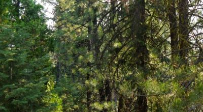 3 adjoining Lots - Trees Trees Trees - Quiet and Seclusion