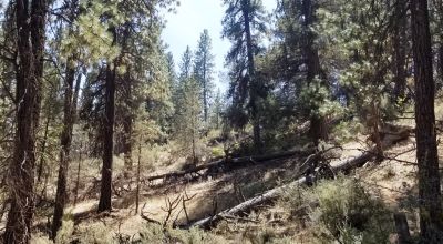 Bonanza Oregon land - 2 adjoining lots with Trees - Power at Road