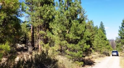 Privacy  *Trees * Southern Oregon Ferguson Mountain * OWF