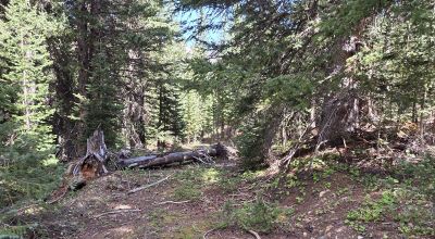 Ouray Colorado -  Red Mountain Mining District- 10 Acres Treed Mountain land