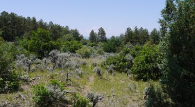 Northern New Mexico Residential land Top of Cul-de-Sac Tierra Amarilla - Trees