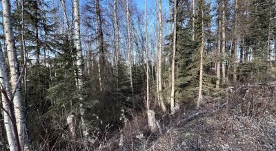 Residential Treed Parcel - Western Outskirts Wasilla Alaska - Backs to Open Space