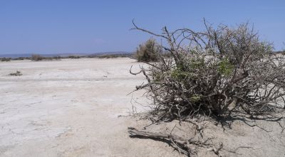Classic Nevada Desert - Just off Hwy 95