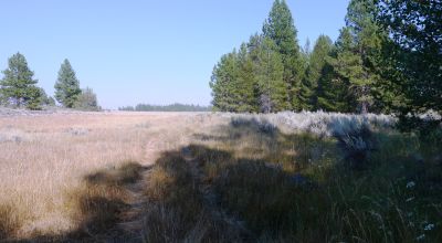 Remote - Island of Trees and Wet Weather Creek