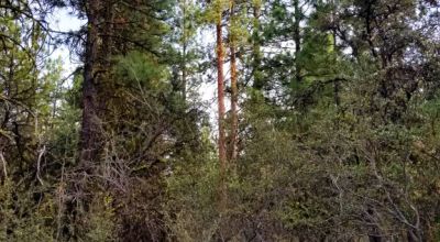 Forested Residential Buildable Parcel