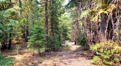 Heavily Forested property with incomplete steel pole metal roof shed/barn