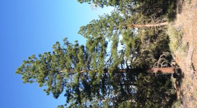 Adjoins Forest Service lands  3 treed lots * 2 together & 1 lot separted by a lot. Buy 1 or 2