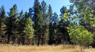Trees - Meadows - Small Stream - Aspens