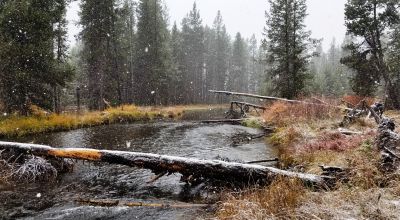 Pristine forest land with Crescent Creek - Trees - Meadows