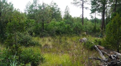 Residential building lot in Timberon - 35 miles South of Cloudcroft