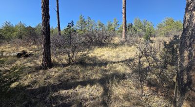 .5 Acres Water on Road, Power Nearby, Timberon NM