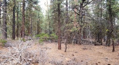 Forested Lot  Camp * RV * Build