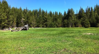 Pristine forest land with Crescent Creek - Trees - Meadows