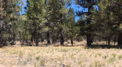 Treed parcel on Tableland Mesa