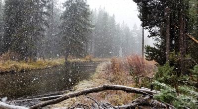 Pristine forest land with Crescent Creek - Trees - Meadows