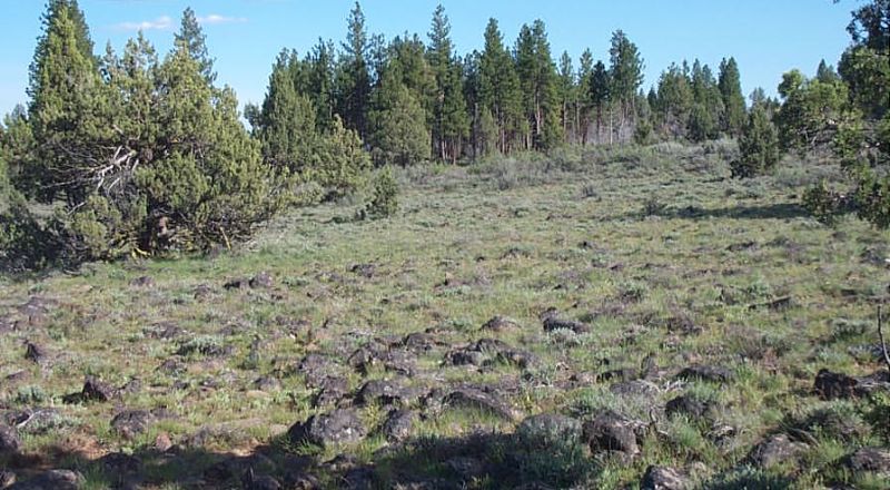 Spacious 8+ acres of Remote Oregon Wilderness