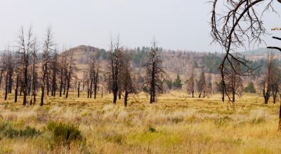 REDUCED * 2 adjoining lots Klamath County Oregon * burned in Fire several years ago.