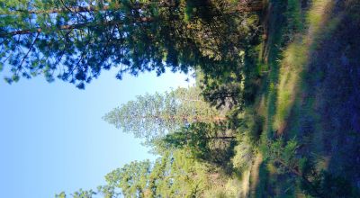 Adjoins Forest Service lands  3 treed lots * 2 together & 1 lot separted by a lot. Buy 1 or 2