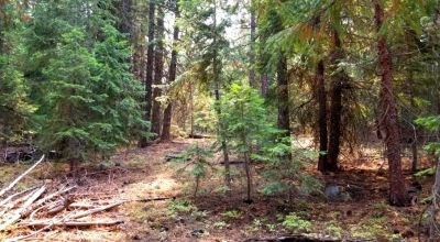 Heavily Forested property with incomplete steel pole metal roof shed/barn
