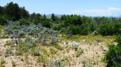 Two Adjacent Lots in Tierra Amarilla - Over One Acre - Wooded