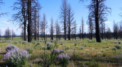 REDUCED * 2 adjoining lots Klamath County Oregon * burned in Fire several years ago.