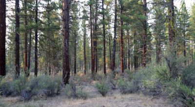 Pristine Forest land - Heavily treed - Park like settings - 2 adjoining parcels  - 40 total acres