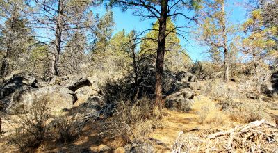 Southerly facing parcel above Sprague River Valley *  TREES