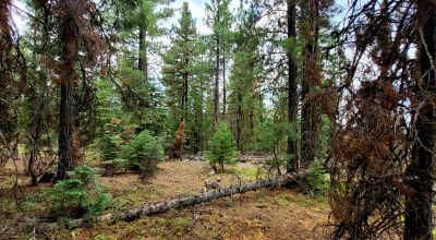 Near Bly Mountain Pass - Huge Trees, Huge Views - Residential Homesite in the trees