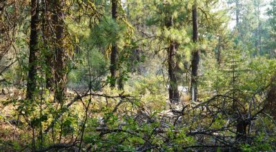 3 adjoining Lots - Trees Trees Trees - Quiet and Seclusion